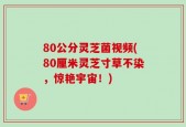 80公分灵芝菌视频(80厘米灵芝寸草不染，惊艳宇宙！)