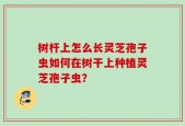 树杆上怎么长灵芝孢子虫如何在树干上种植灵芝孢子虫？