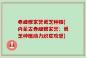 赤峰穆家营灵芝种植(内蒙古赤峰穆家营：灵芝种植助力脱贫攻坚)
