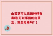 山灵芝可以采菌种吗有毒吗(可以采摘的山灵芝，安全无毒吗？)