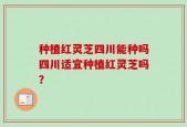 种植红灵芝四川能种吗四川适宜种植红灵芝吗？