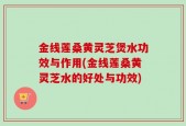 金线莲桑黄灵芝煲水功效与作用(金线莲桑黄灵芝水的好处与功效)