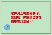 家种灵芝哪里回收(灵芝回收：你家的灵芝在哪里可以卖掉？)
