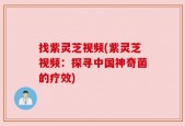 找紫灵芝视频(紫灵芝视频：探寻中国神奇菌的疗效)