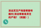 清远灵芝产地是哪里呀图片(清远哪里是灵芝的产地？（附图）)