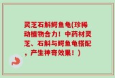 灵芝石斛鳄鱼龟(珍稀动植物合力！中药材灵芝、石斛与鳄鱼龟搭配，产生神奇效果！)