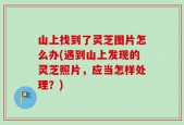 山上找到了灵芝图片怎么办(遇到山上发现的灵芝照片，应当怎样处理？)