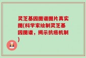 灵芝基因图谱图片真实图(科学家绘制灵芝基因图谱，揭示抗癌机制)