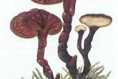 野生灵芝和仿野生种植灵芝的功效一样吗？