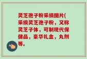 灵芝孢子粉采摘图片(采摘灵芝孢子粉，又称灵芝子体，可制现代保健品，豪华礼盒，丸剂等。