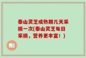 泰山灵芝成熟期几天采摘一次(泰山灵芝每日采摘，营养更丰富！)