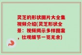 灵芝的形状图片大全集视频介绍(灵芝形状全景：视频揭示多样图案，壮观细节一览无余)