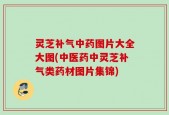 灵芝补气中药图片大全大图(中医药中灵芝补气类药材图片集锦)