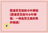 霞浦灵芝榆和小叶榔榆(霞浦灵芝榆与小叶榔榆：一场自然之美的奇妙相遇)