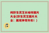 纯野生灵芝长啥样图片大全(野生灵芝图片大全：展现神奇外形！)