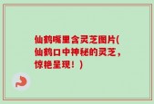 仙鹤嘴里含灵芝图片(仙鹤口中神秘的灵芝，惊艳呈现！)