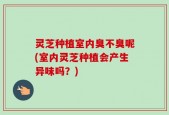 灵芝种植室内臭不臭呢(室内灵芝种植会产生异味吗？)