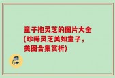 童子抱灵芝的图片大全(珍稀灵芝美如童子，美图合集赏析)
