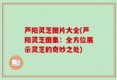 芦阳灵芝图片大全(芦阳灵芝图集：全方位展示灵芝的奇妙之处)