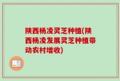 陕西杨凌灵芝种植(陕西杨凌发展灵芝种植带动农村增收)