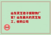 山东灵芝孢子提取物厂家？山东最大的灵芝加工，收购公司