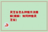 灵芝谷怎么种植方法图解(图解：如何种植灵芝谷)