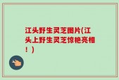 江头野生灵芝图片(江头上野生灵芝惊艳亮相！)