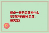 藤条一样的灵芝叫什么草(奇异的藤本灵芝：藤灵芝)