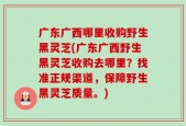 广东广西哪里收购野生黑灵芝(广东广西野生黑灵芝收购去哪里？找准正规渠道，保障野生黑灵芝质量。)