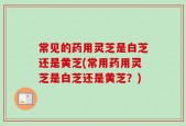 常见的药用灵芝是白芝还是黄芝(常用药用灵芝是白芝还是黄芝？)