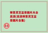 禅意灵芝盆景图片大全高清(高清禅意灵芝盆景图片合集)