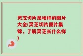 灵芝切片是啥样的图片大全(灵芝切片图片集锦，了解灵芝长什么样)