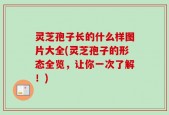 灵芝孢子长的什么样图片大全(灵芝孢子的形态全览，让你一次了解！)