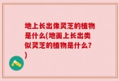 地上长出像灵芝的植物是什么(地面上长出类似灵芝的植物是什么？)