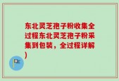 东北灵芝孢子粉收集全过程东北灵芝孢子粉采集到包装，全过程详解)