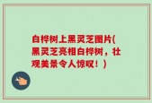白桦树上黑灵芝图片(黑灵芝亮相白桦树，壮观美景令人惊叹！)