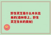 野生灵芝是什么木长出来的(造林带上，野生灵芝生长的奥秘)