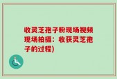 收灵芝孢子粉现场视频现场拍摄：收获灵芝孢子的过程)