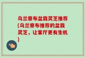 乌兰察布盆栽灵芝推荐(乌兰察布推荐的盆栽灵芝，让客厅更有生机)