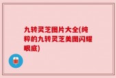 九转灵芝图片大全(纯粹的九转灵芝美图闪耀眼底)