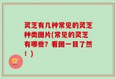 灵芝有几种常见的灵芝种类图片(常见的灵芝有哪些？看图一目了然！)