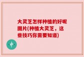 大灵芝怎样种植的好呢图片(种植大灵芝，这些技巧你需要知道)