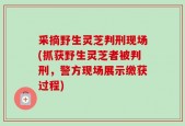 采摘野生灵芝判刑现场(抓获野生灵芝者被判刑，警方现场展示缴获过程)