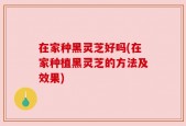 在家种黑灵芝好吗(在家种植黑灵芝的方法及效果)