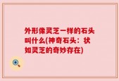 外形像灵芝一样的石头叫什么(神奇石头：状如灵芝的奇妙存在)