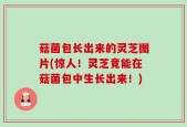菇菌包长出来的灵芝图片(惊人！灵芝竟能在菇菌包中生长出来！)