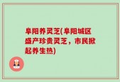 阜阳养灵芝(阜阳城区盛产珍贵灵芝，市民掀起养生热)