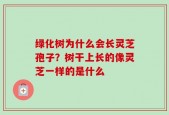 绿化树为什么会长灵芝孢子？树干上长的像灵芝一样的是什么