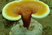 肝脏手术后可以吃灵芝孢子粉吗？看专家是这么说的！