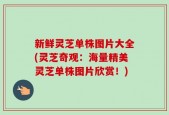 新鲜灵芝单株图片大全(灵芝奇观：海量精美灵芝单株图片欣赏！)